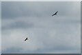 Red kites at Ednol