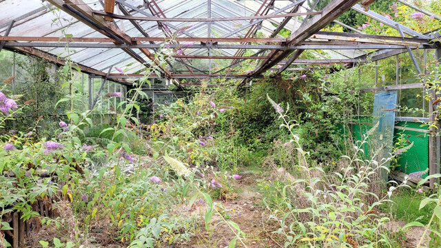 Derelict greenhouse