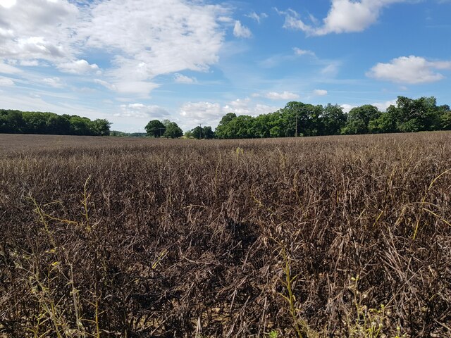 A field of dried up beans