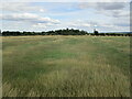 Grassland near Langar