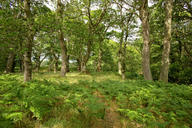 Drummondreach Oak Wood