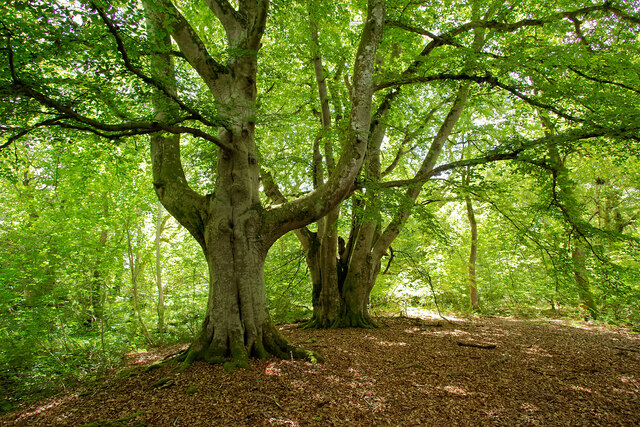 Beech trees in Drummondreach Oak Wood