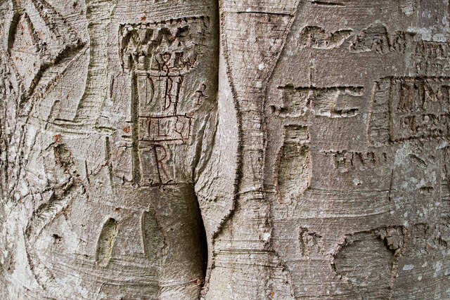 Carvings on a much admired beech tree, Drummondreach Oak Wood