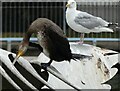 SW8160 : Cormorant and Herring Gull by Rob Farrow