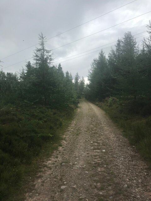 In the Morangie Forest © Dave Thompson :: Geograph Britain and Ireland