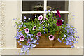 Window box in Cromarty