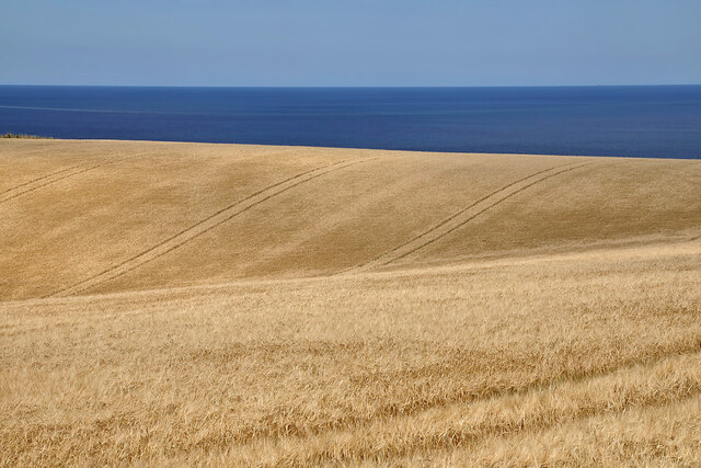 A barley field near Woodend