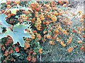 Cotoneaster bush on Lyttelton Road, Hampstead Garden Suburb