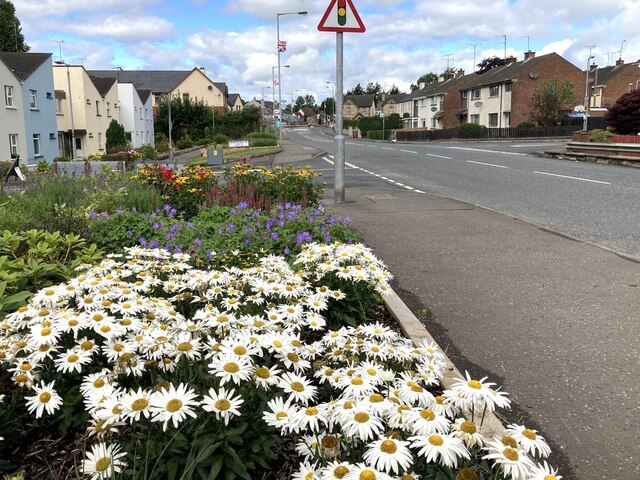 Floral  display along Hospital Road, Omagh