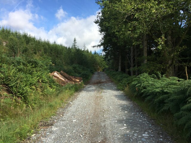 Forestry road, Cwm-Mynach