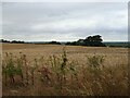 Stubble field off the A4074 near Nuneham, Courtenay