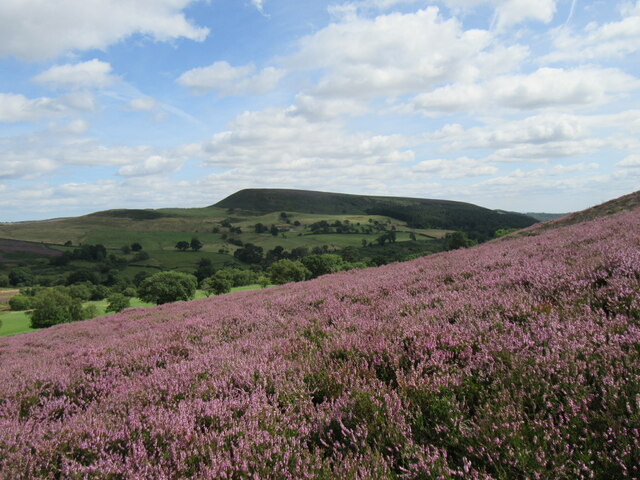 Heather on Hawnby Hill