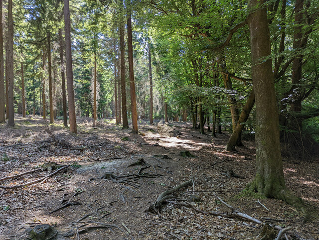 Path, Cowdray Forest © Robin Webster :: Geograph Britain and Ireland