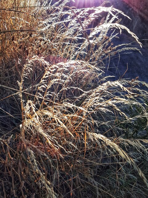Back-lit verge-side grasses, Humbleton