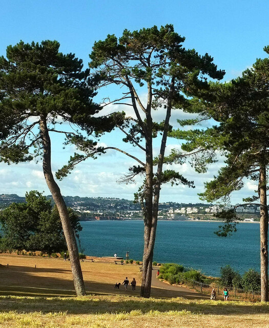 Pines on Roundham Head