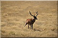 Stag on alert at Sky Park Farm