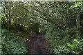 Wooded bridleway