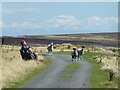 Sheep and resting cyclist on the Waskerley Way