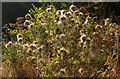 SX9473 : Seedheads, Mules Park by Derek Harper