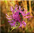 SX8667 : Moth on Knapweed, Whilborough Common by Derek Harper