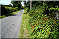 Montbretia along Rosemary Road