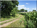 Farm road beside maize crop