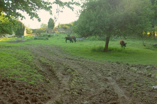 Cattle pasture, Hill House Farm