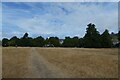 Path on Blackheath Hill