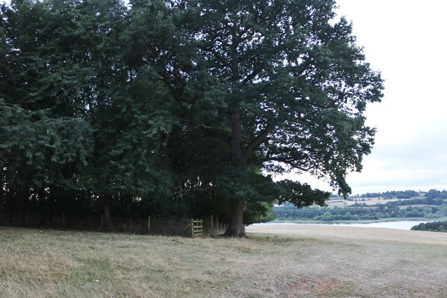 Copse by Hollowell Reservoir
