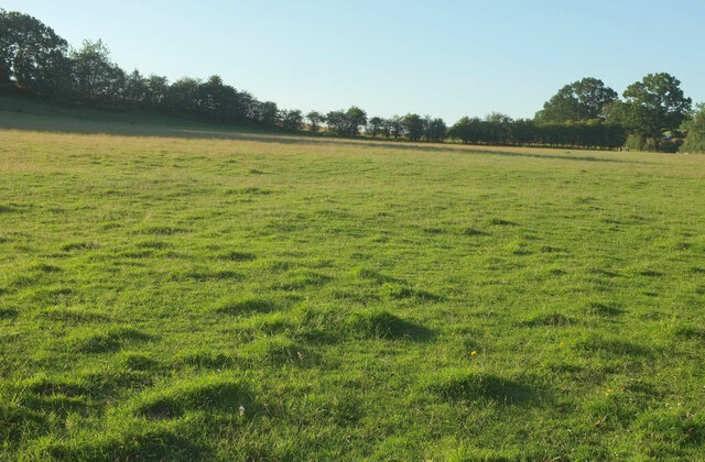 Field by Lumbridge Hill Wood