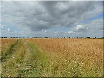 SU0972 : Wheatfield near Winterbourne Monkton by Stephen Craven