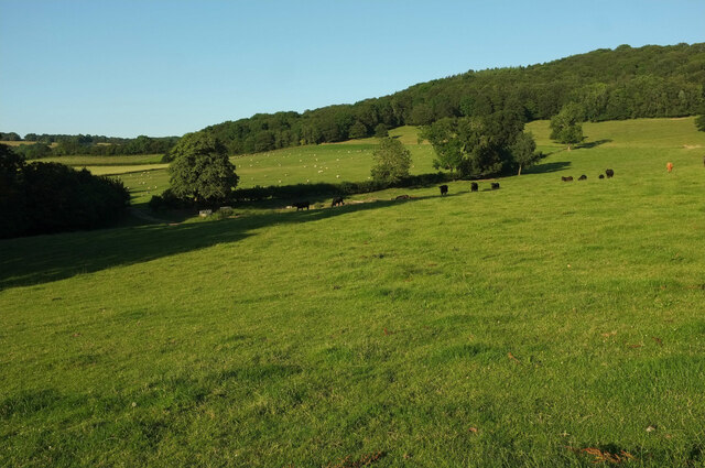 Cattle pasture by Lumbridge Hill Wood