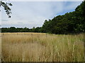 Grassland and woodland, Yateley