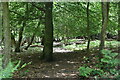 Wooded footpath, Ashdown Forest