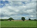 Fields near Chorlton, Cheshire