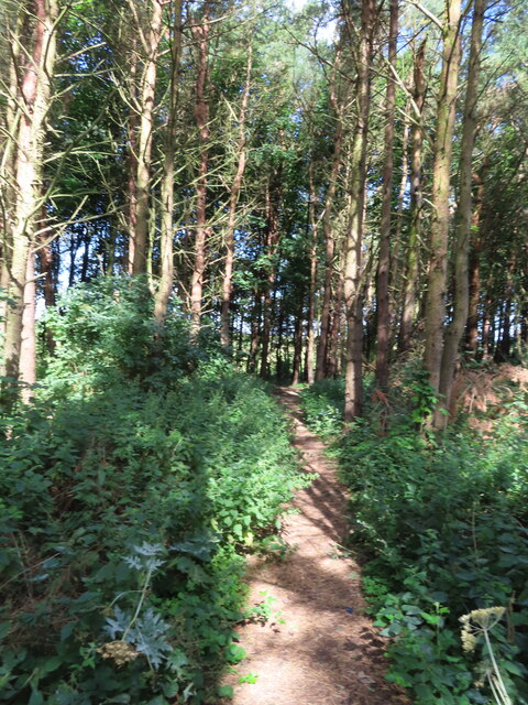 Path in pine woods, Ludworth