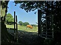 Young cow grazing at Horsleygate