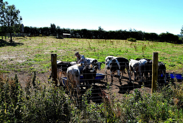 Feeding cattle, Stroancarbadagh