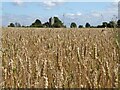 A field of Barley and Pendock church