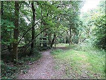 SU7552 : Path into woodland, Odiham Common by JThomas