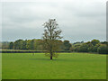 Tree in field