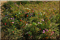 Wildflowers, Lindisfarne Park