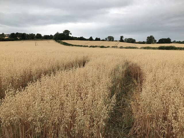 Arable crop south of Ovington