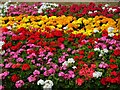 Flowers near War Memorial on London Road