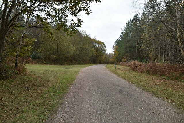 Track, Bedgebury Forest