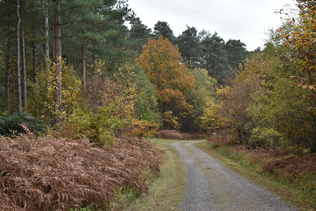 Bedgebury Forest