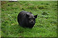 Vietnamese Pot Bellied Pig