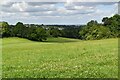 Chalk meadow