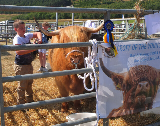 A Highland cow at Peebles Show