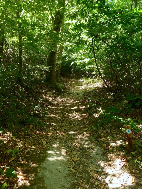 Permissive Footpath, Beech Wood